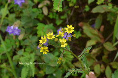 Senecio wightii